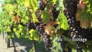 Grapes Ripe Vineyard CU 1 2798
